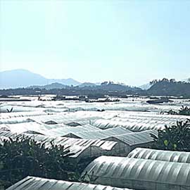 遠程大棚監(jiān)控
